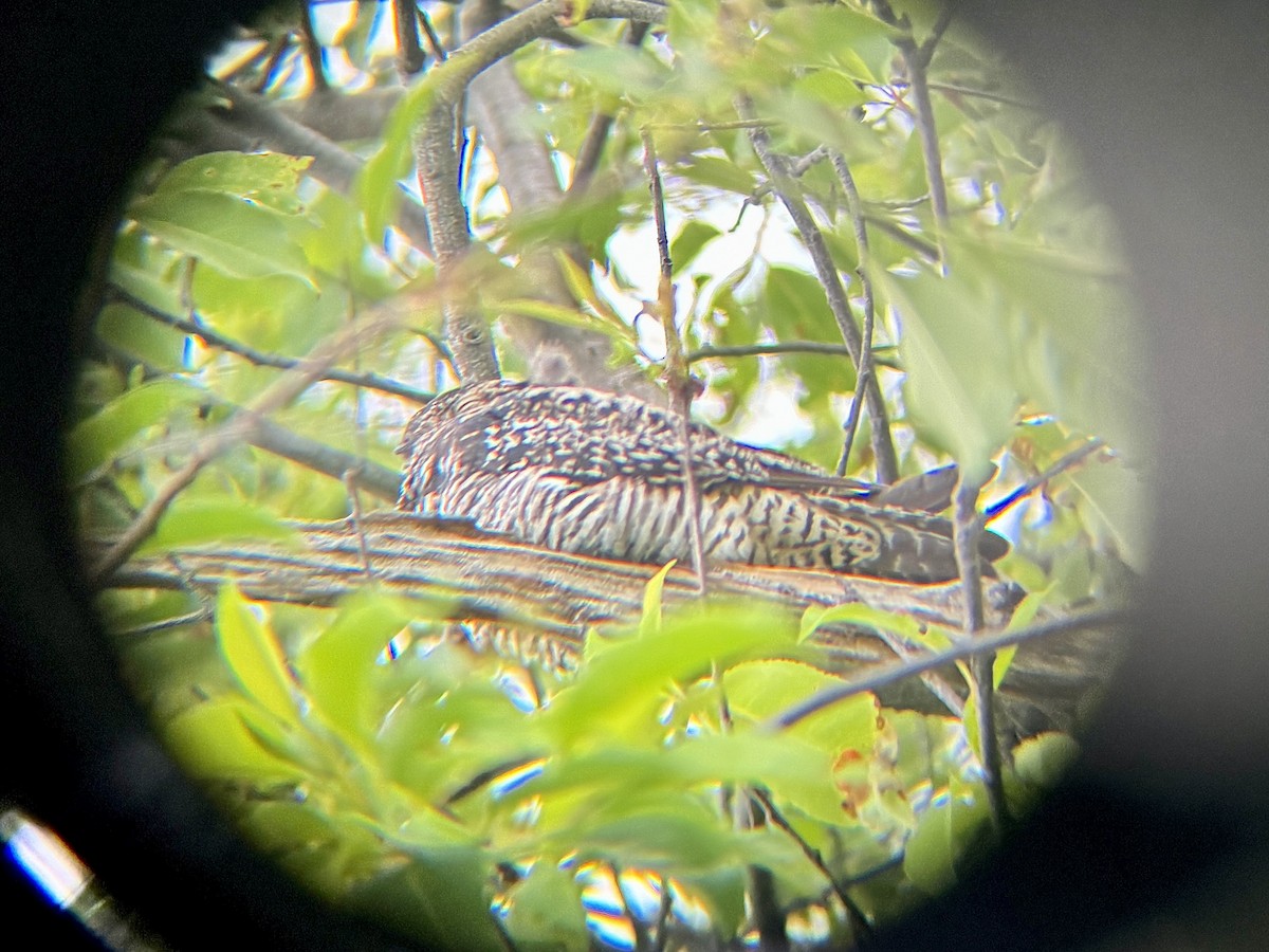 Common Nighthawk - ML636938775