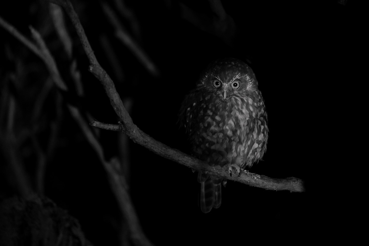 Morepork - ML636939079