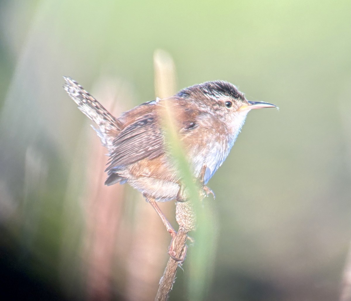 Marsh Wren - ML636939093