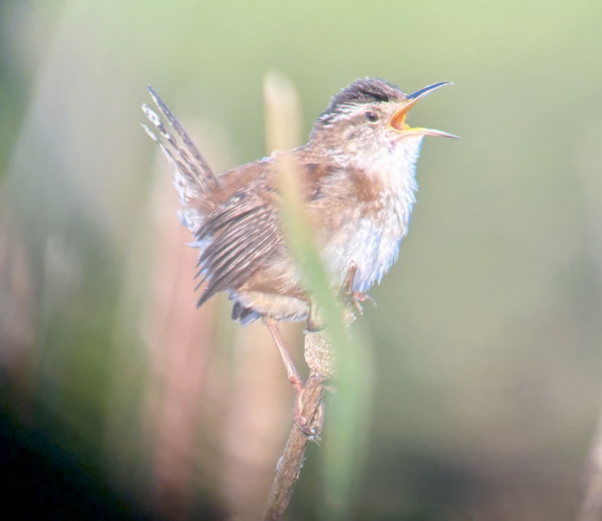 Marsh Wren - ML636939094