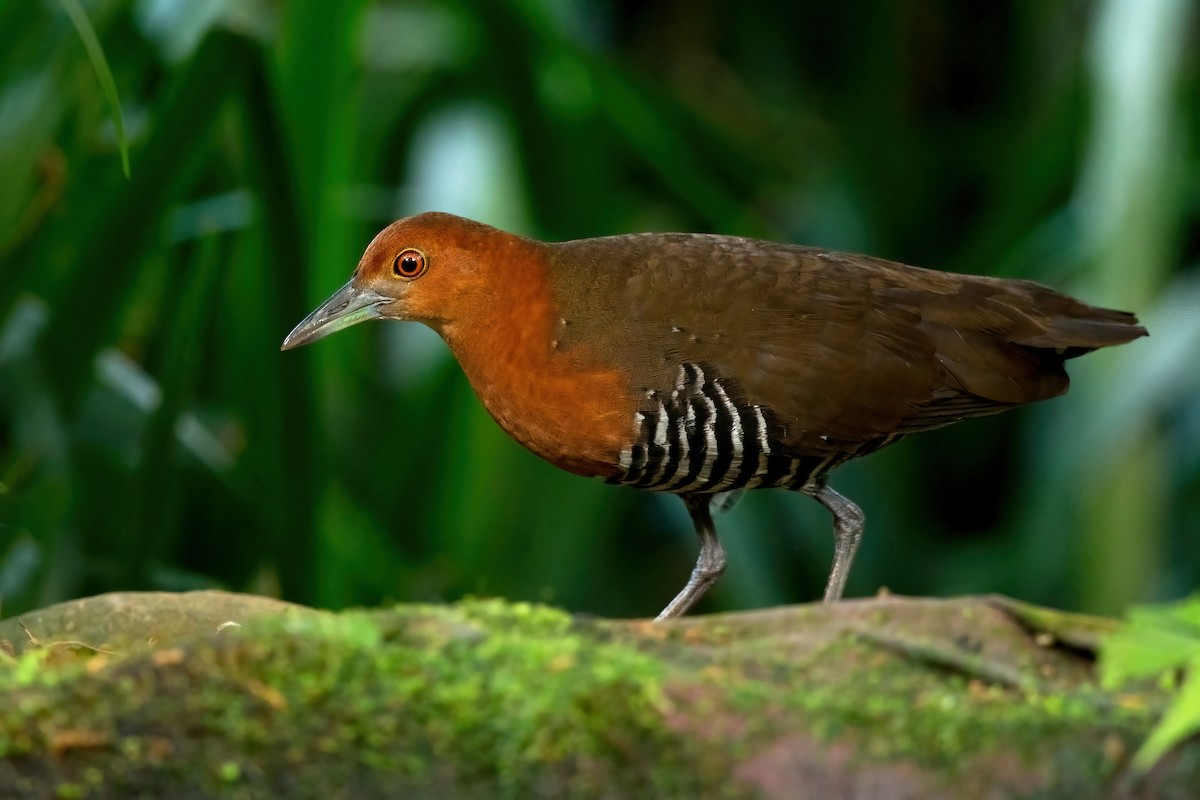 Slaty-legged Crake - ML636939099