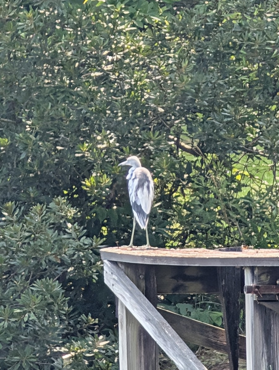 Little Blue Heron - ML636939236