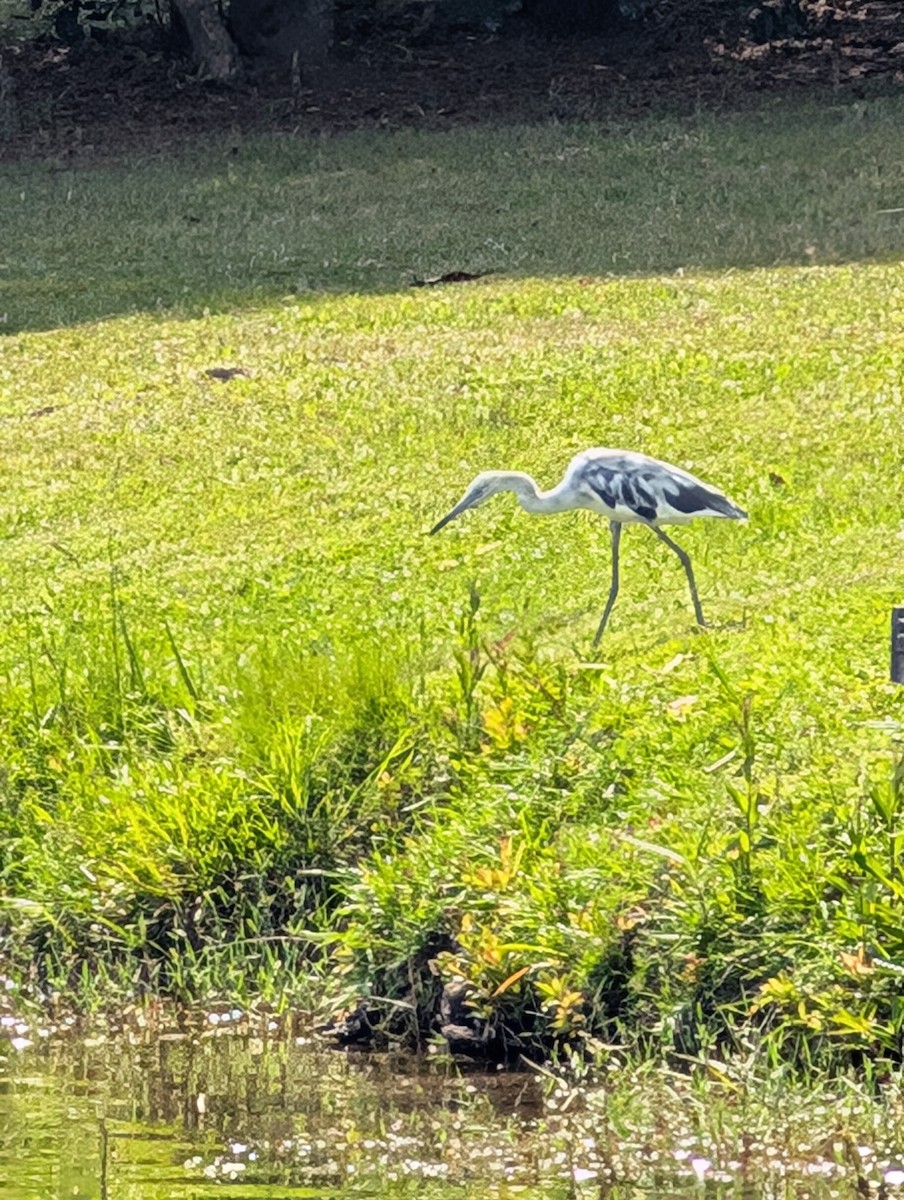 Little Blue Heron - ML636939237