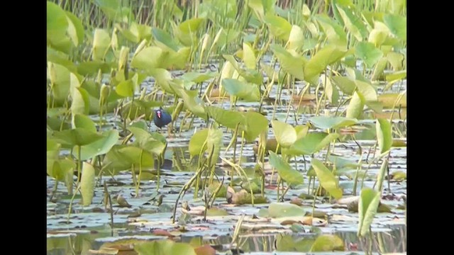 Purple Gallinule - ML636939251