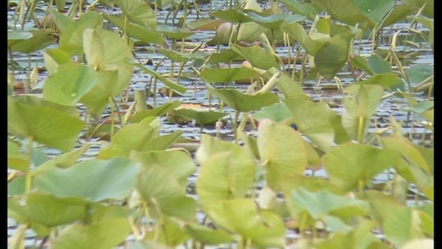 Purple Gallinule - ML636939252
