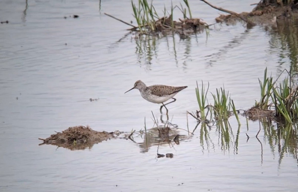 Marsh Sandpiper - ML636939358