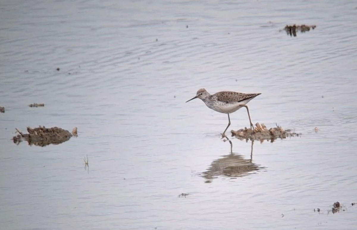 Marsh Sandpiper - ML636939410