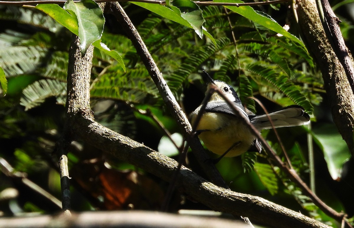 Creamy-bellied Gnatcatcher - ML636939443