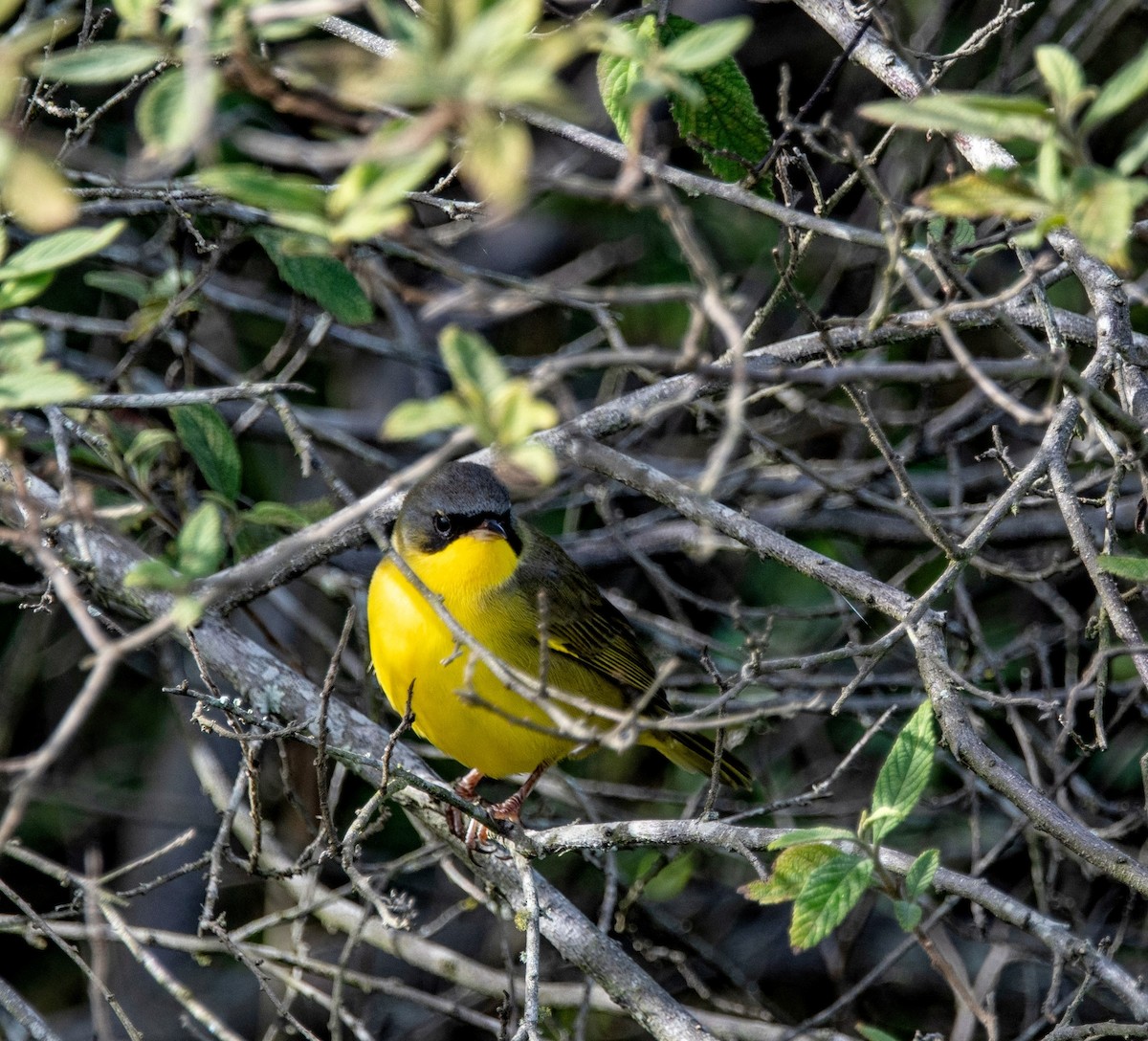 Southern Yellowthroat - ML636939546