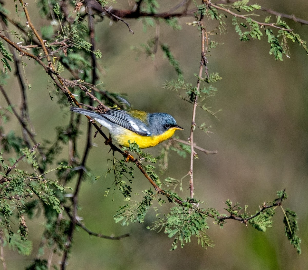 Tropical Parula - ML636939549