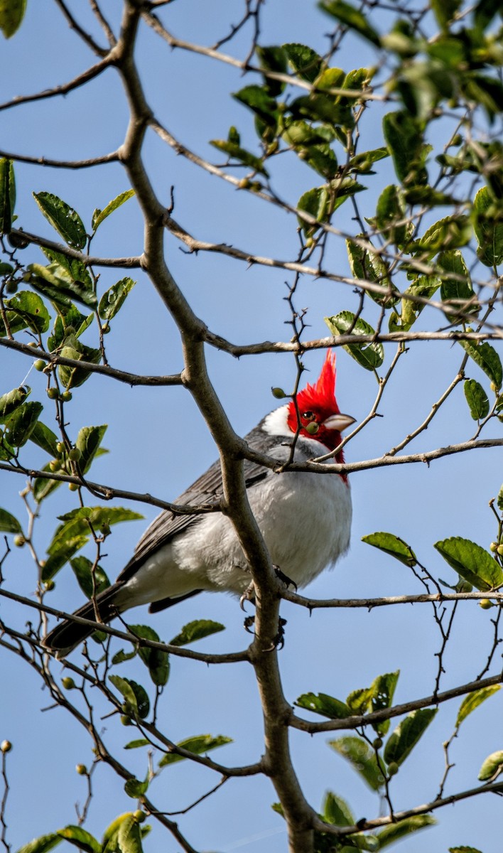 Red-crested Cardinal - ML636939552