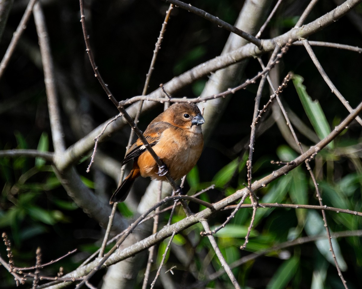 Rusty-collared Seedeater - ML636939560
