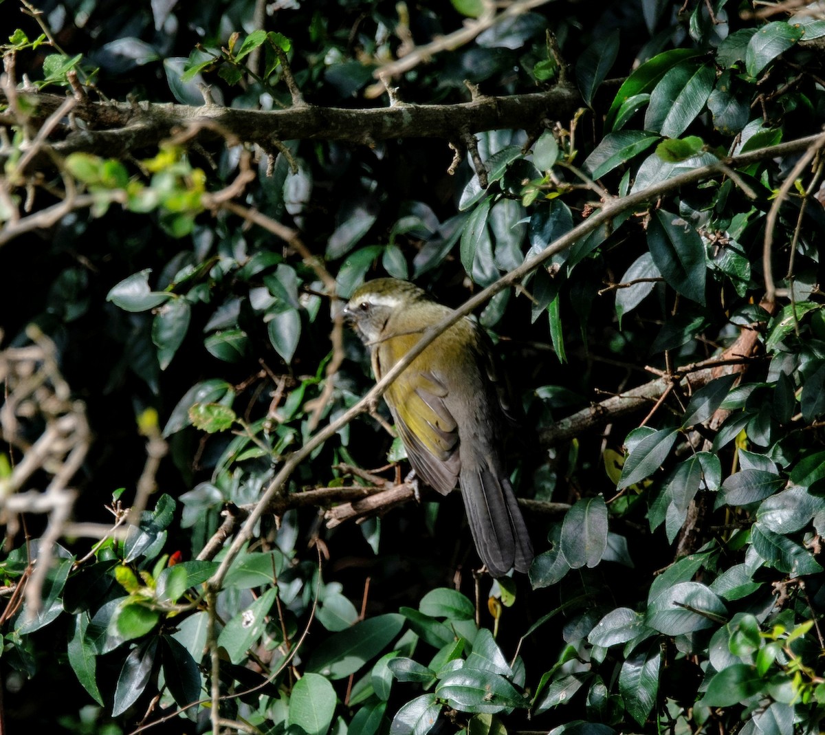 Green-winged Saltator - ML636939572