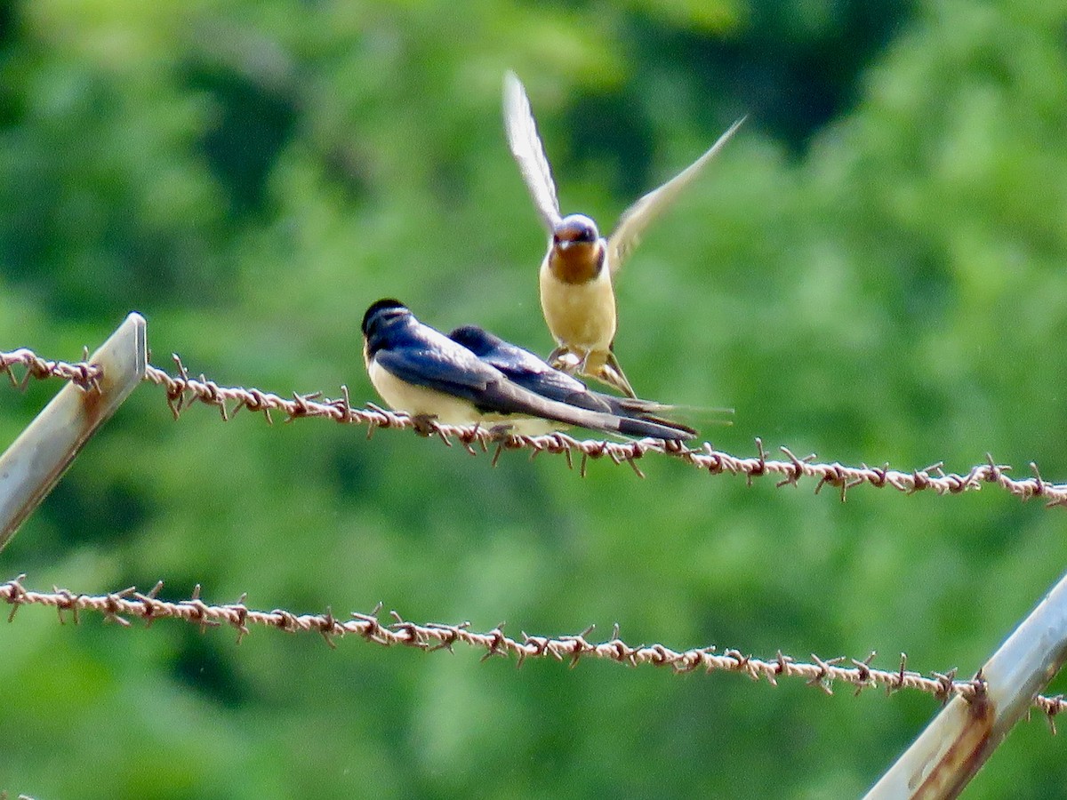 vlaštovka obecná - ML636939576