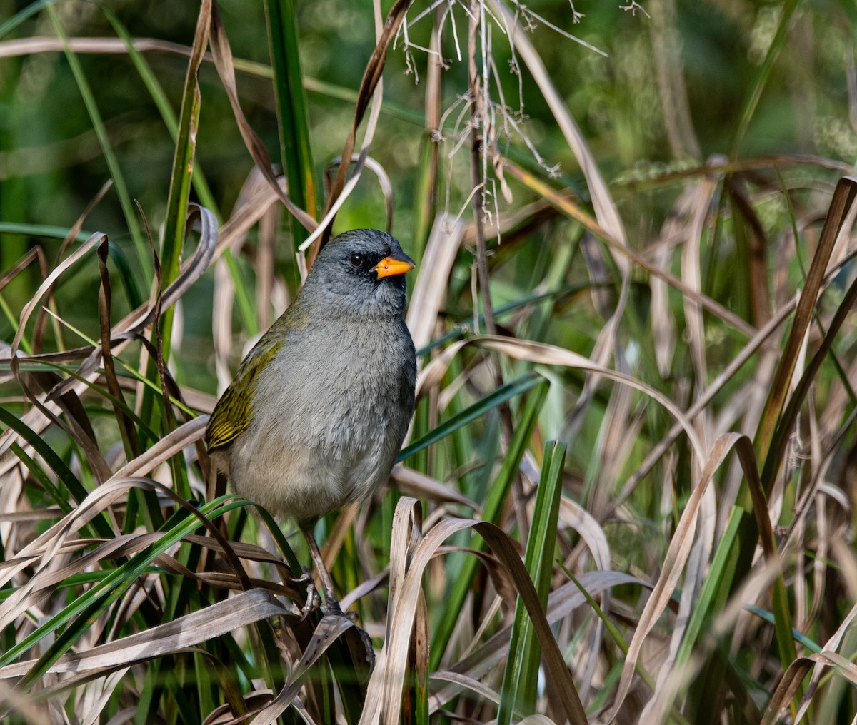 Great Pampa-Finch - ML636939580
