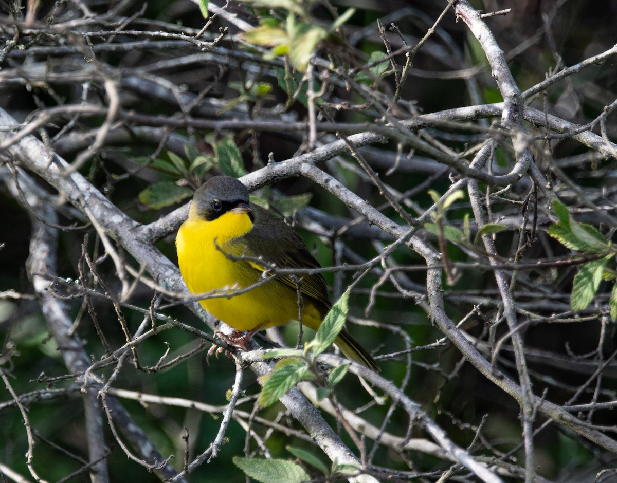 Southern Yellowthroat - ML636939589