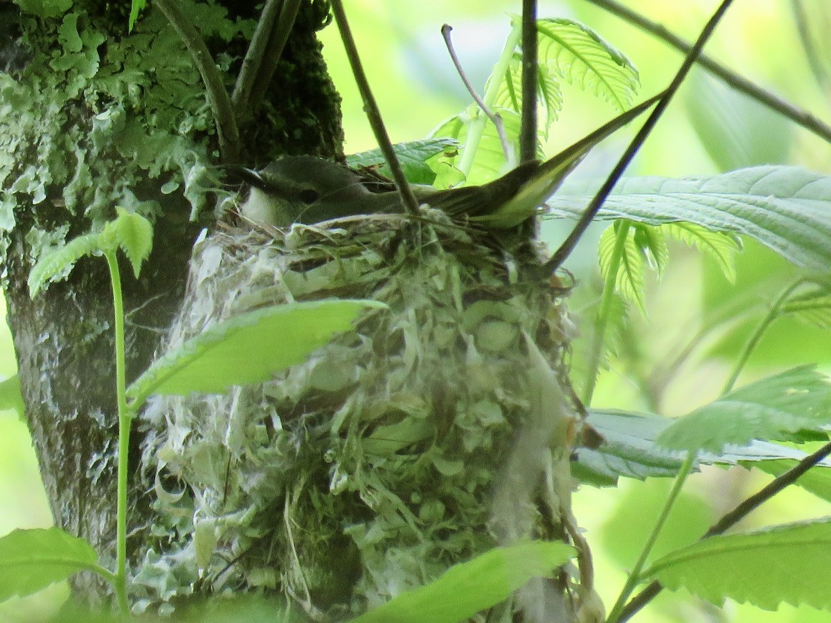 lesňáček lejsčí - ML636939609