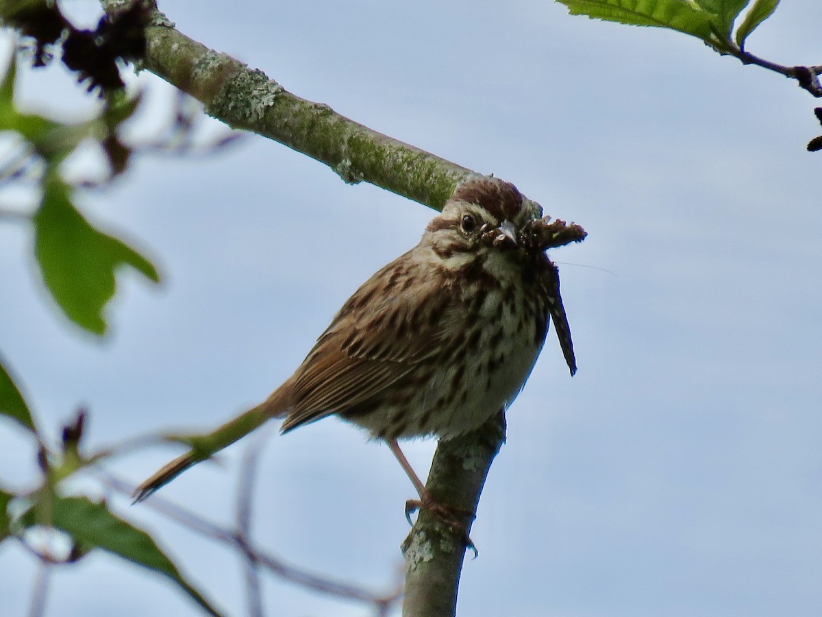 strnadec zpěvný - ML636939644