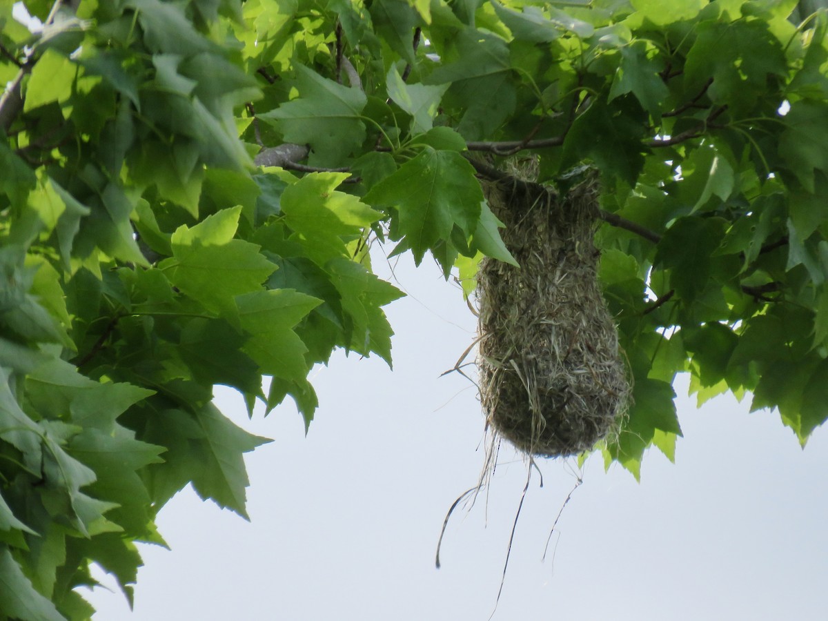 Orchard Oriole - ML636939655
