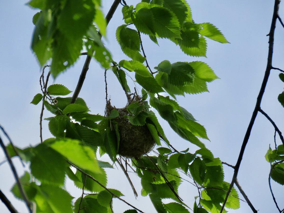 trupiál baltimorský - ML636939672