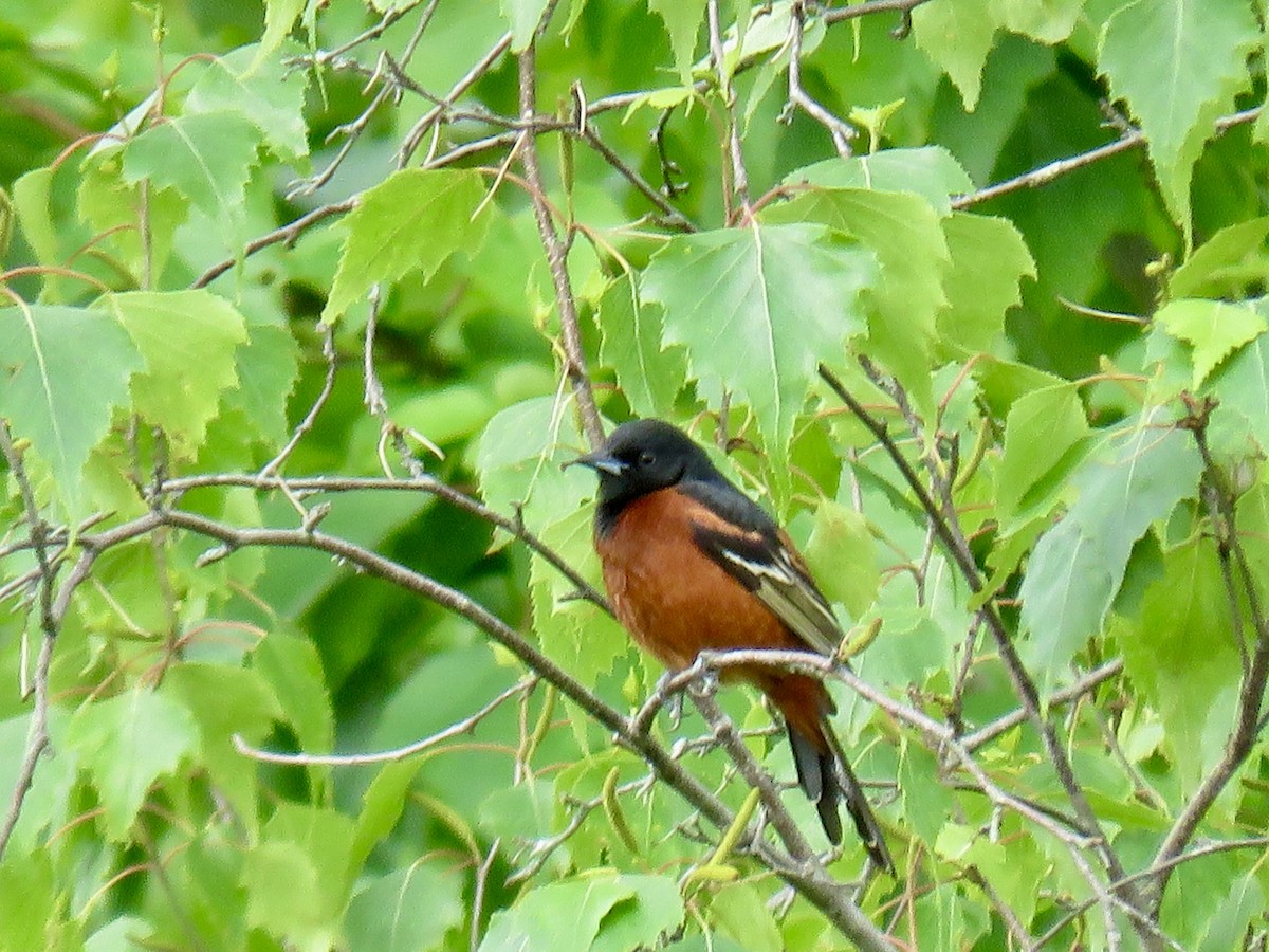 Orchard Oriole - ML636939691
