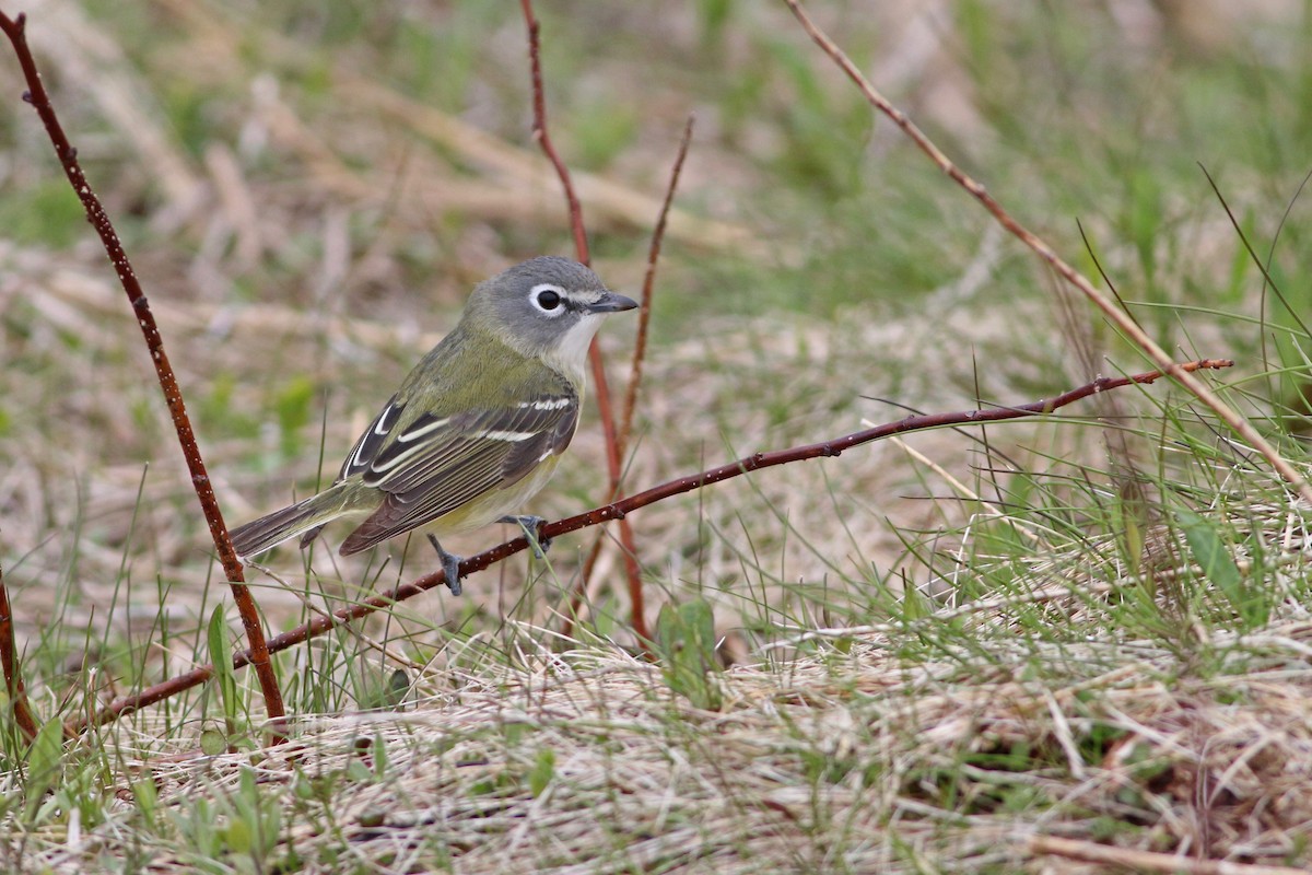 Blue-headed Vireo - Keenan Yakola