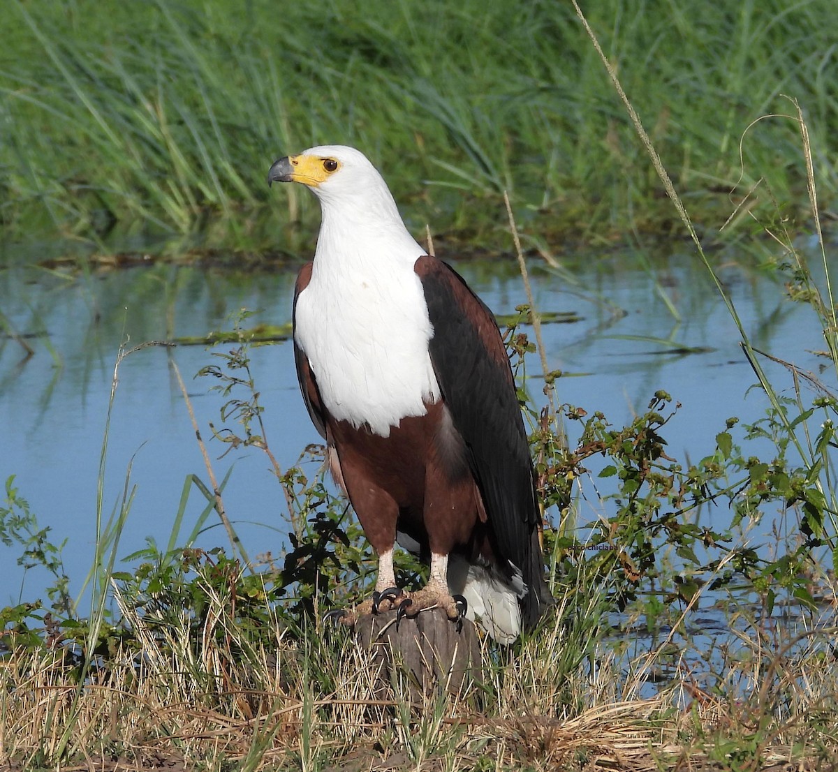 African Fish-Eagle - ML636939767