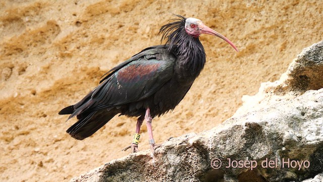 Northern Bald Ibis - ML636939784
