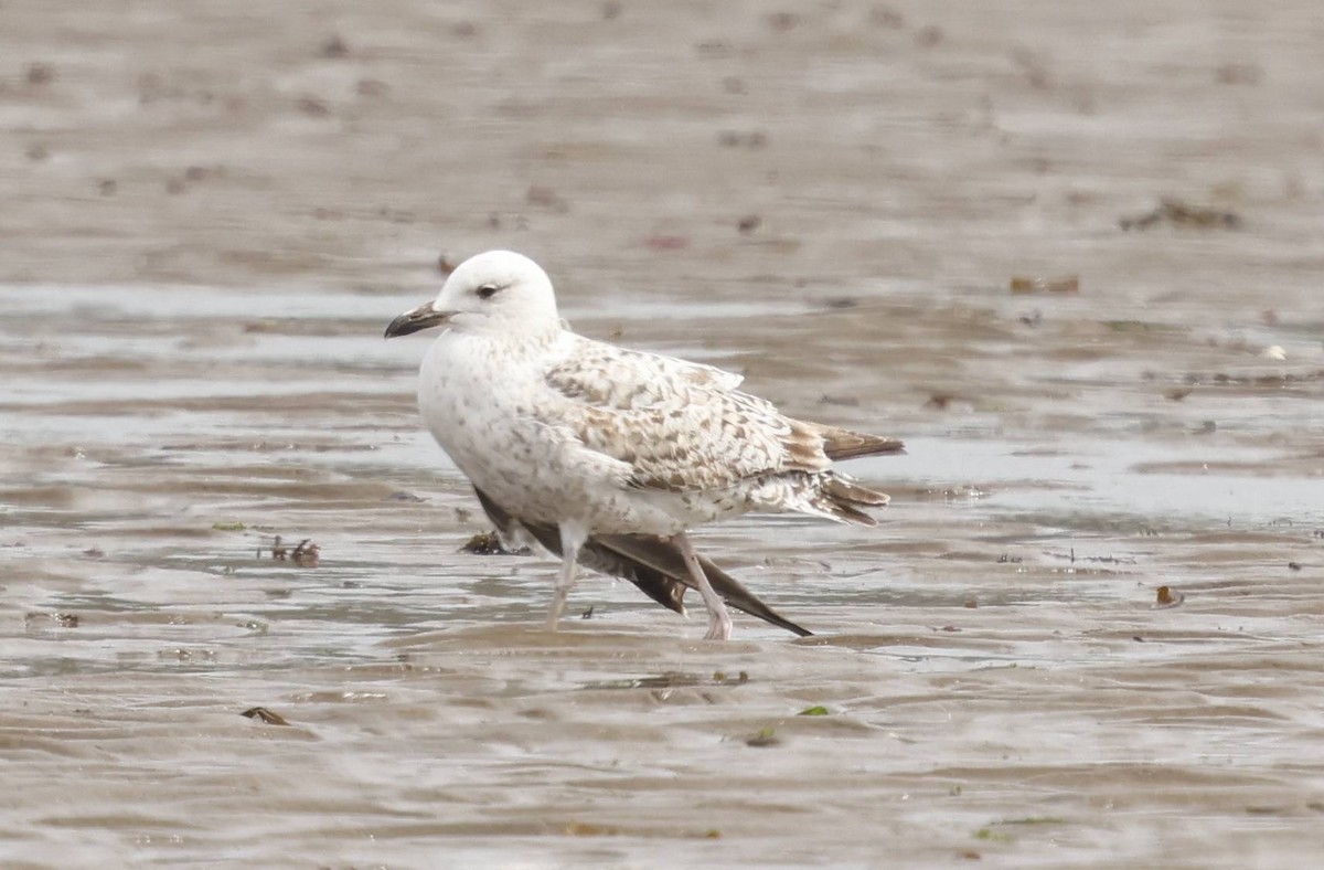 Caspian Gull - ML636939786