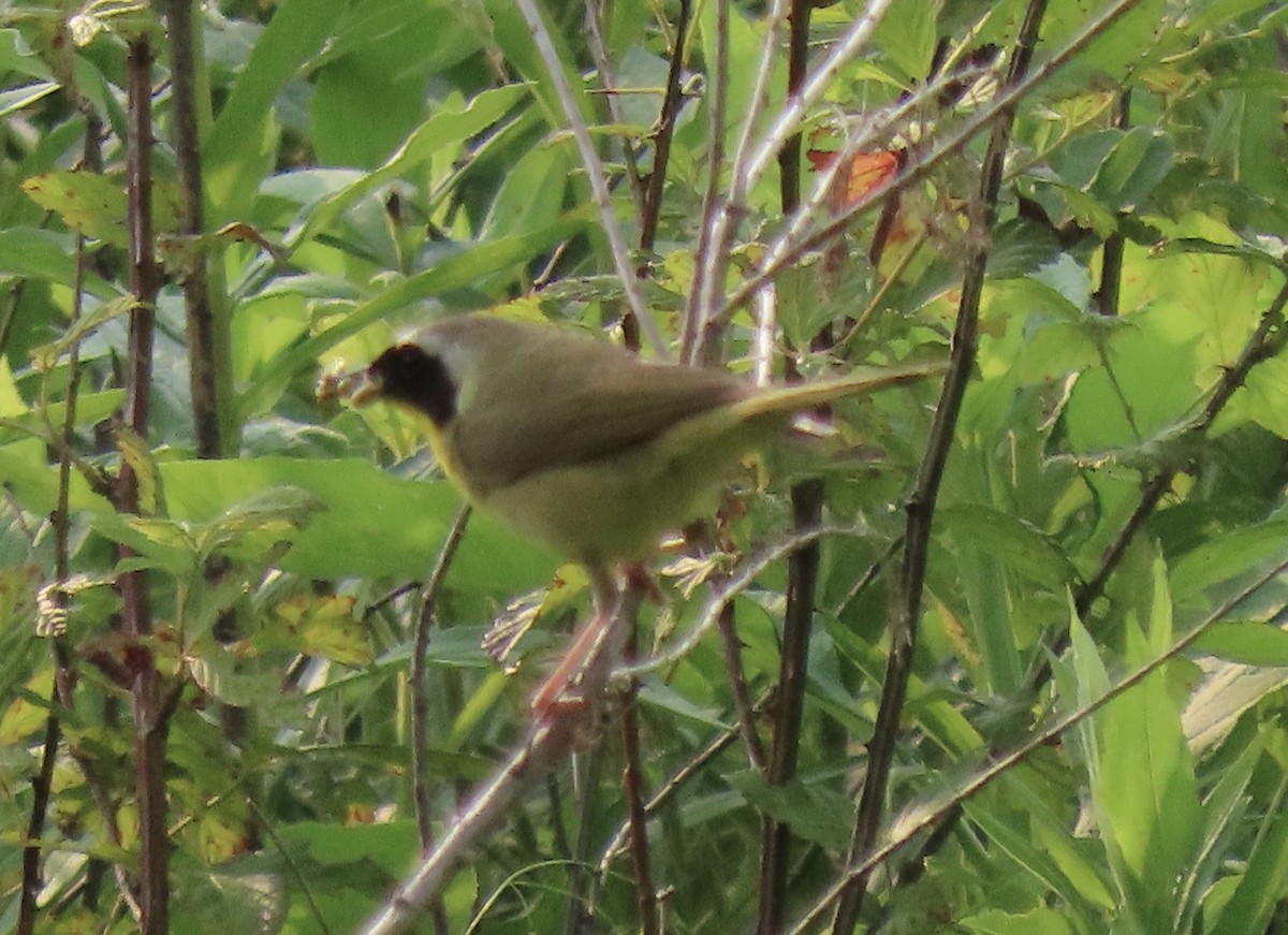 Common Yellowthroat - ML636939870