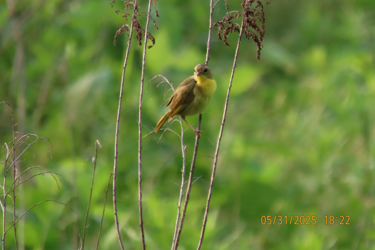 Common Yellowthroat - ML636939872