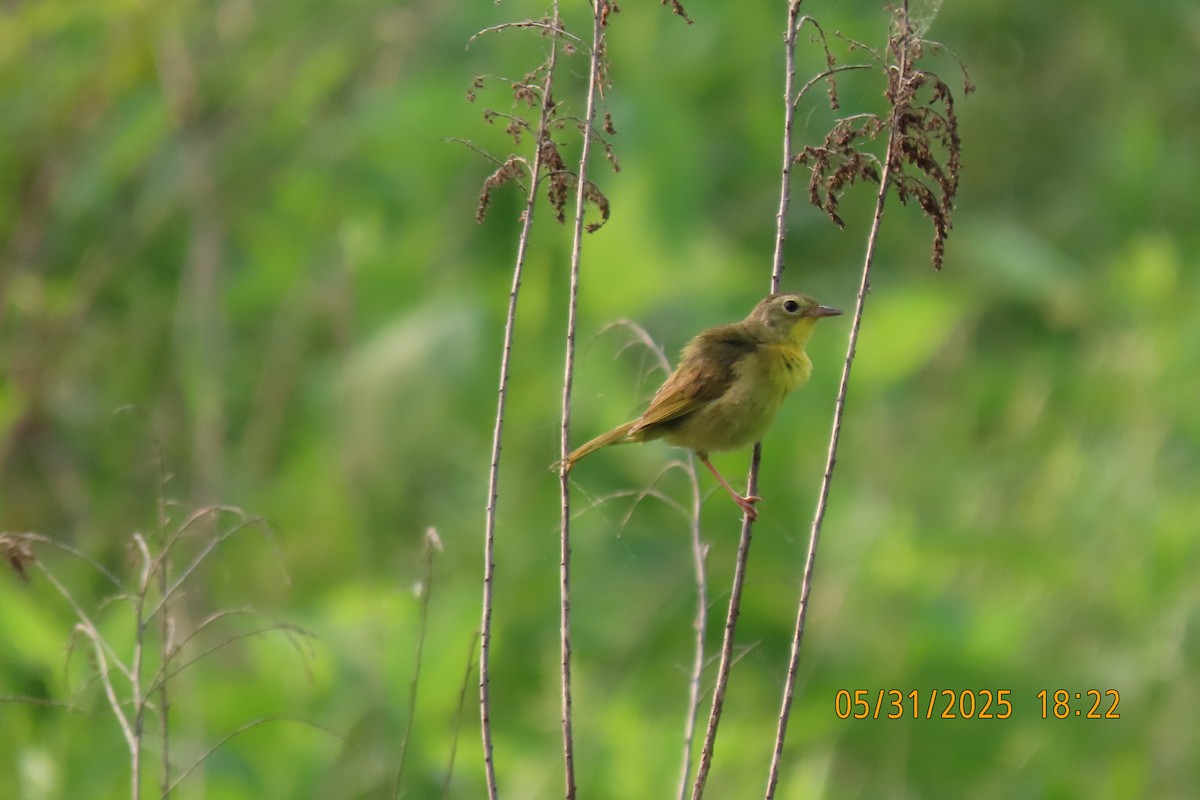 Common Yellowthroat - ML636939873