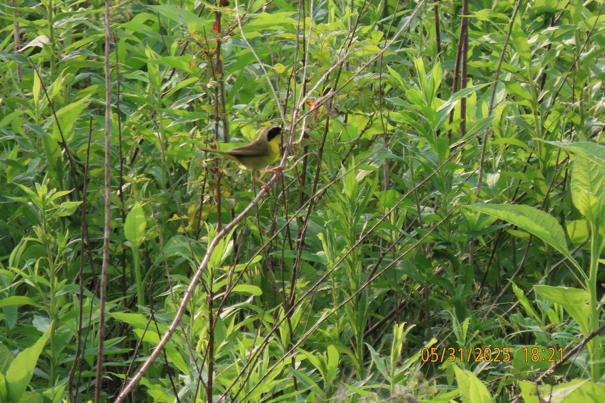 Common Yellowthroat - ML636939874