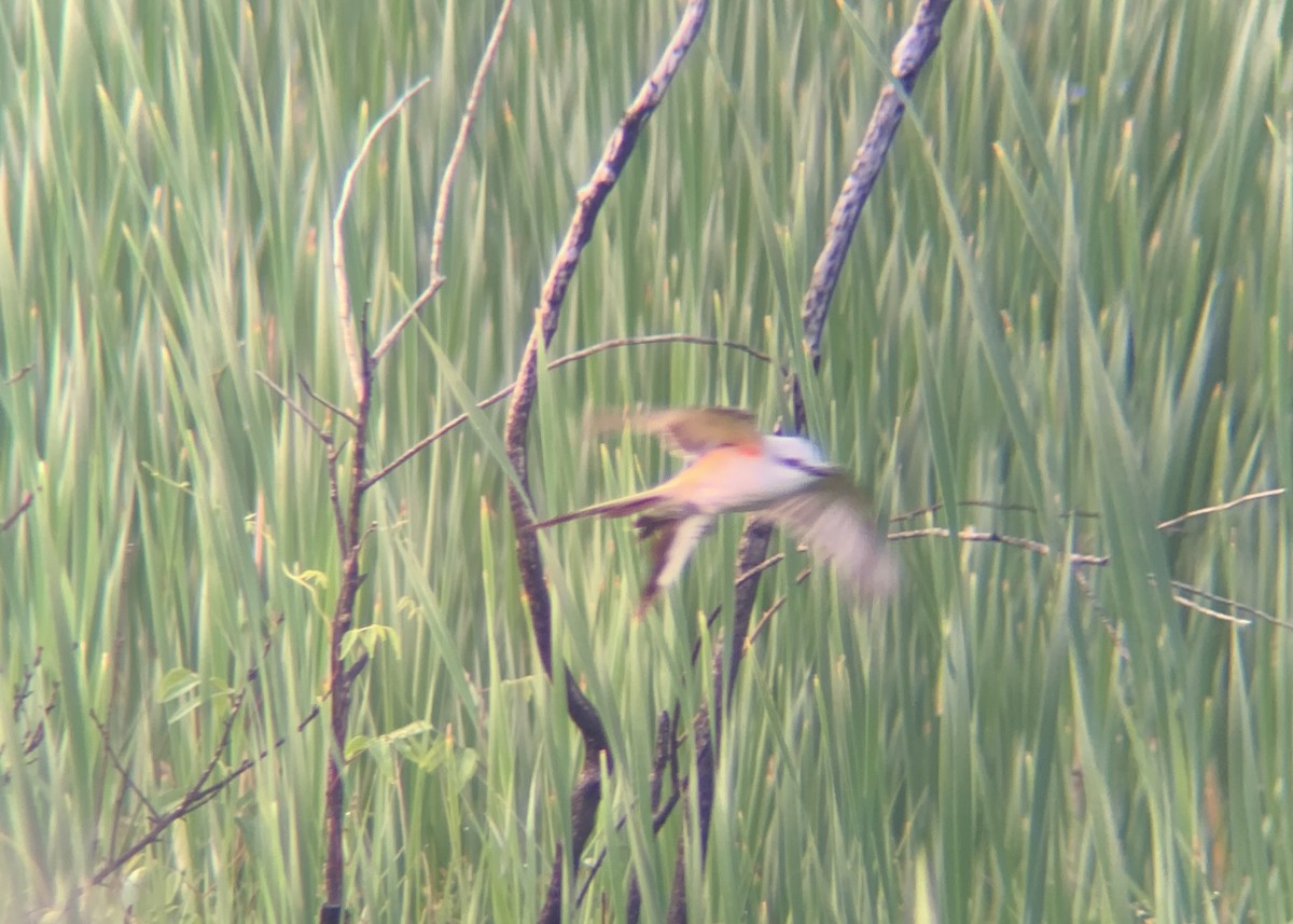Scissor-tailed Flycatcher - ML636939904