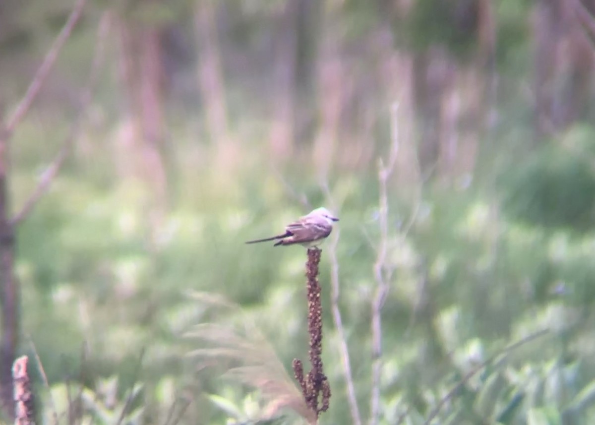 Scissor-tailed Flycatcher - ML636939905