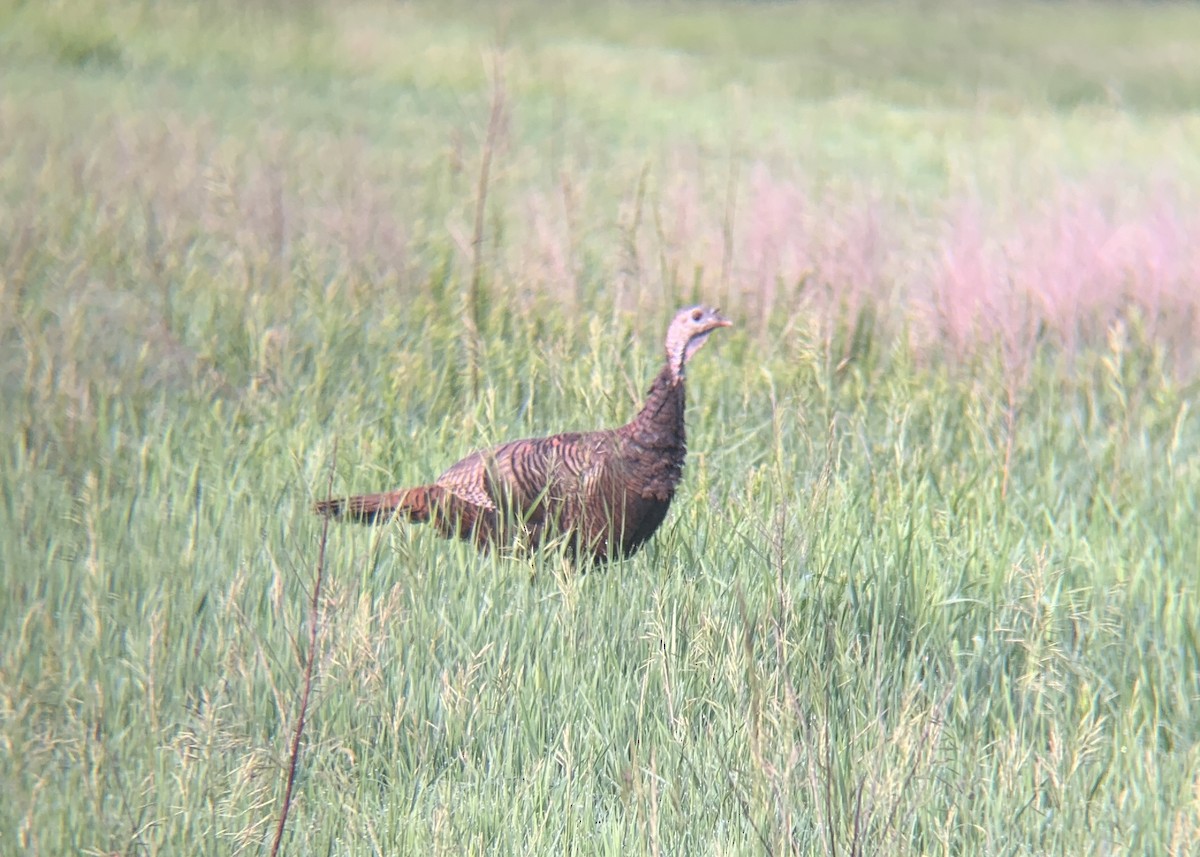 Wild Turkey - ML636939937