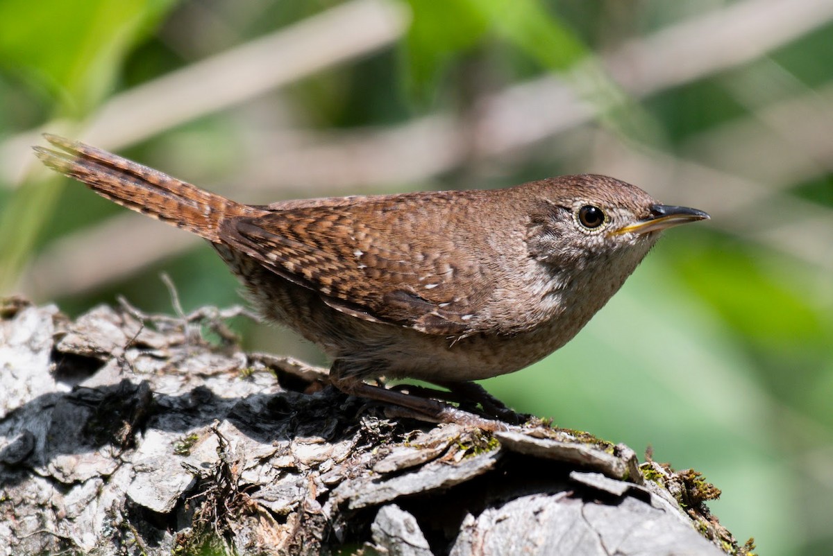Northern House Wren - ML636939958