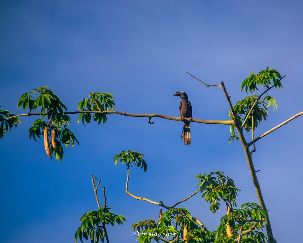 Luzon Hornbill - ML636940033
