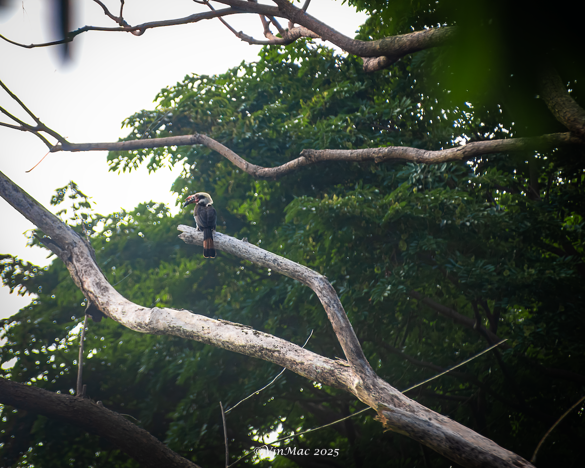 Luzon Hornbill - ML636940034