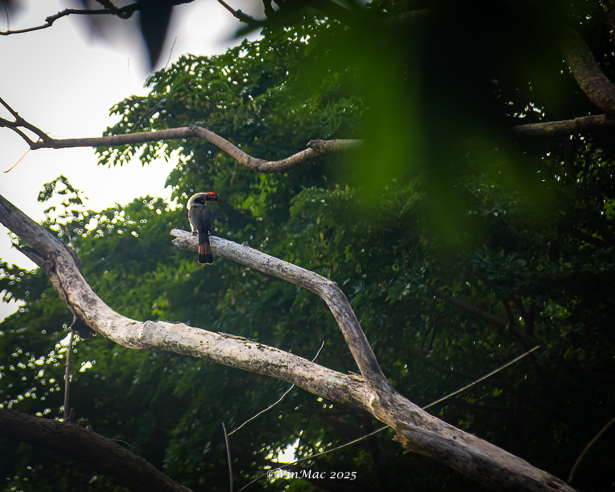 Luzon Hornbill - ML636940035