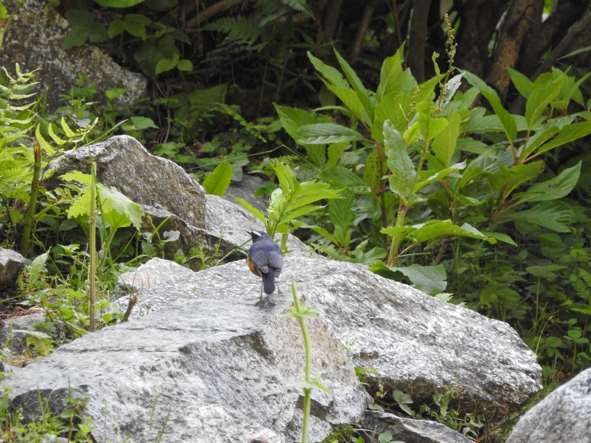 Indian Blue Robin - ML636940076