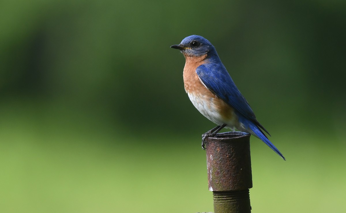 Eastern Bluebird - ML636940142