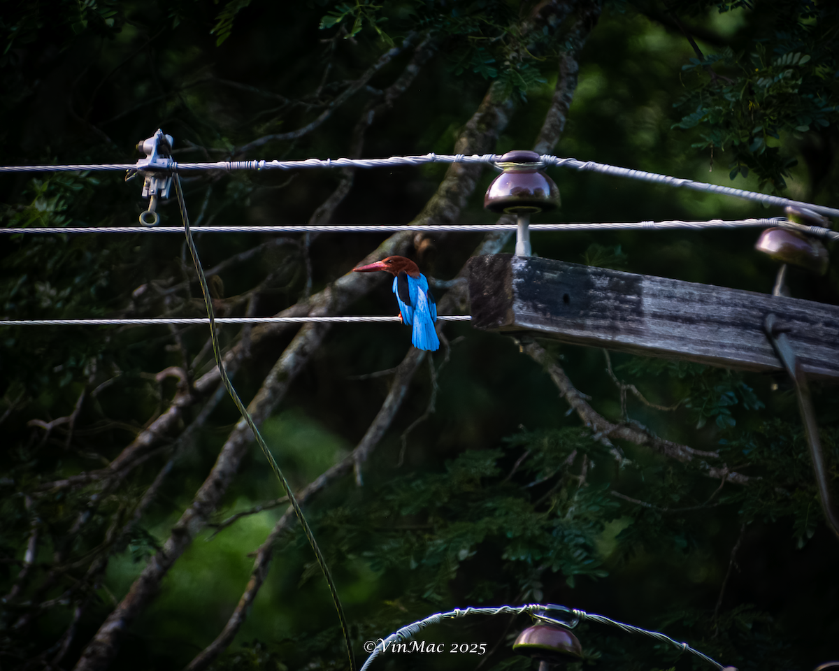 Brown-breasted Kingfisher - ML636940161