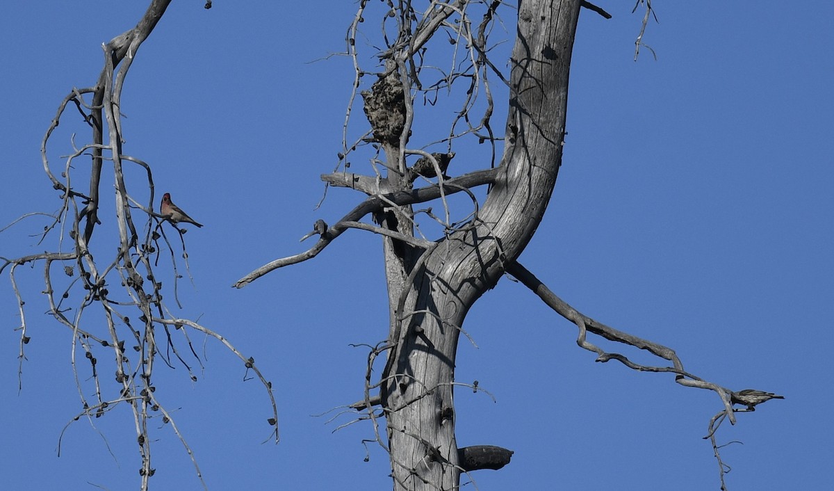 finch sp. - ML636940211