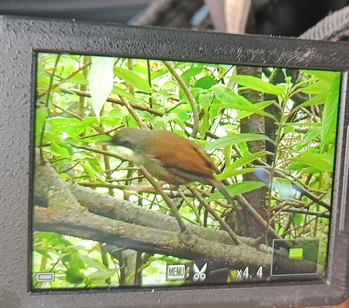 Wayanad Laughingthrush - ML636940241