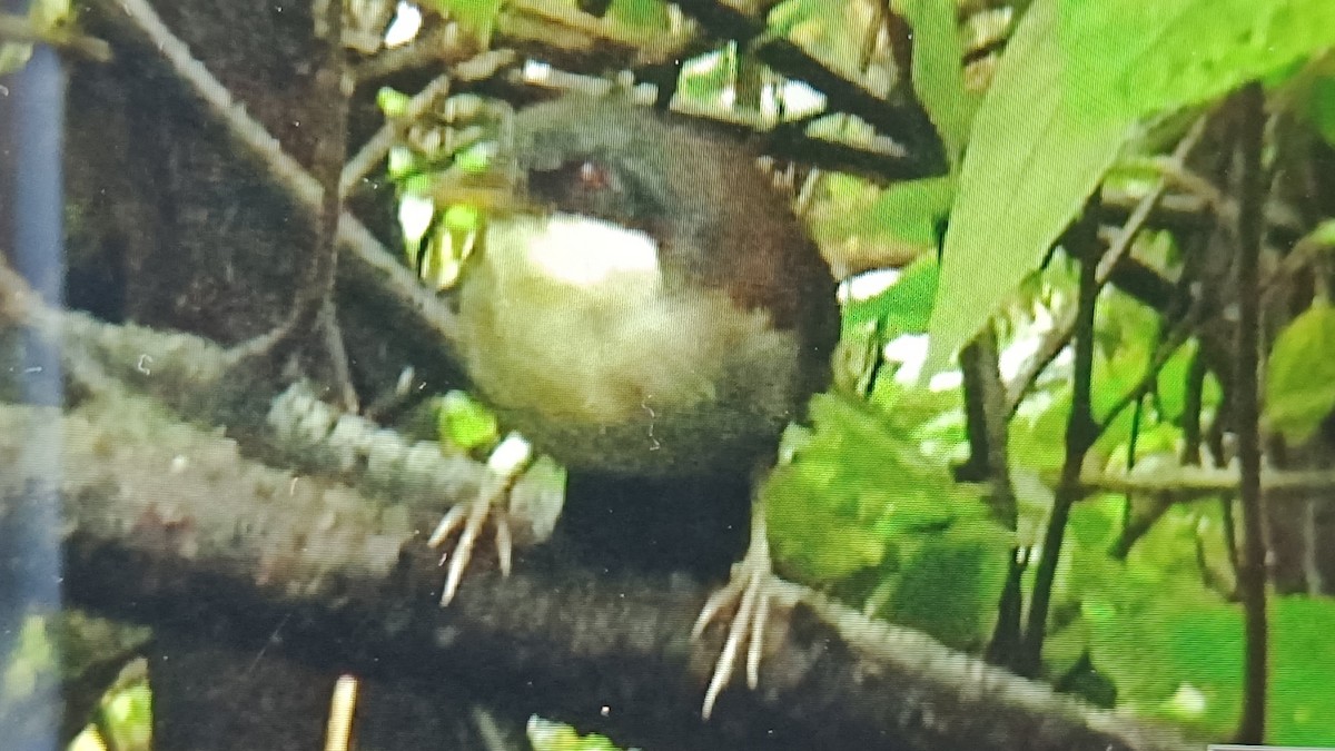 Wayanad Laughingthrush - ML636940242