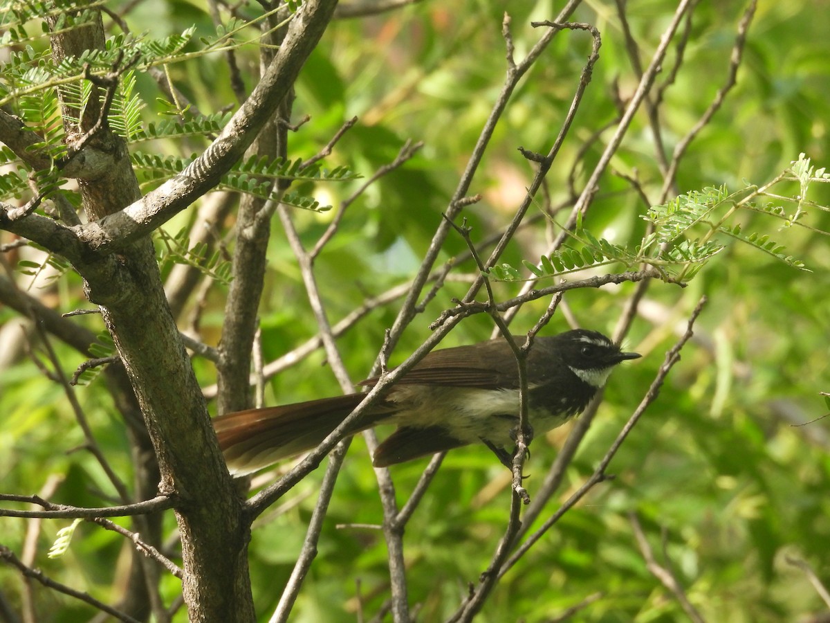 Spot-breasted Fantail - ML636940260