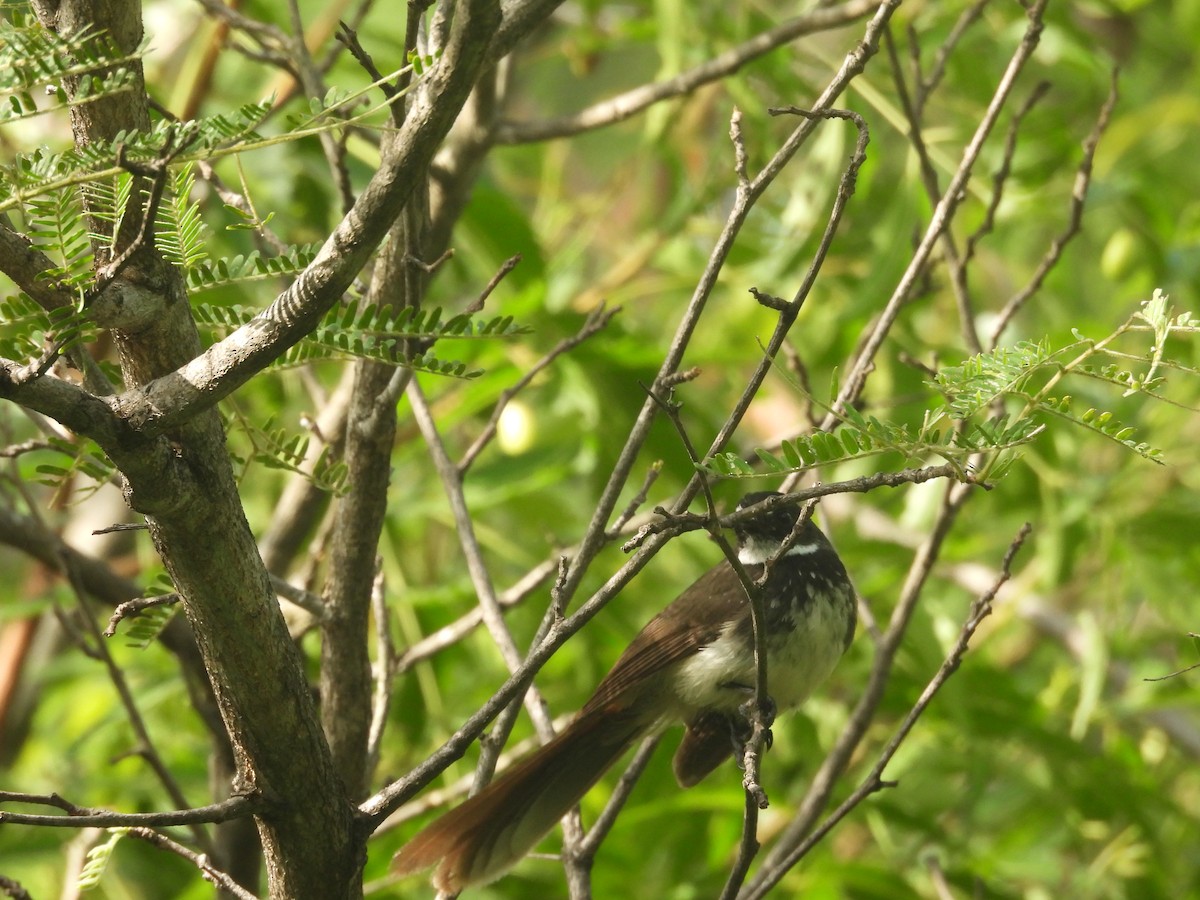 Spot-breasted Fantail - ML636940261