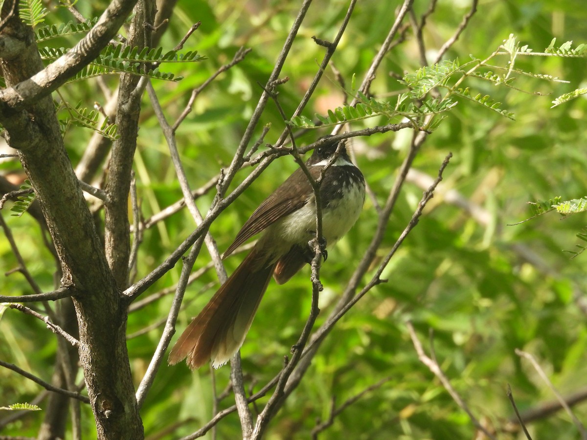 Spot-breasted Fantail - ML636940262