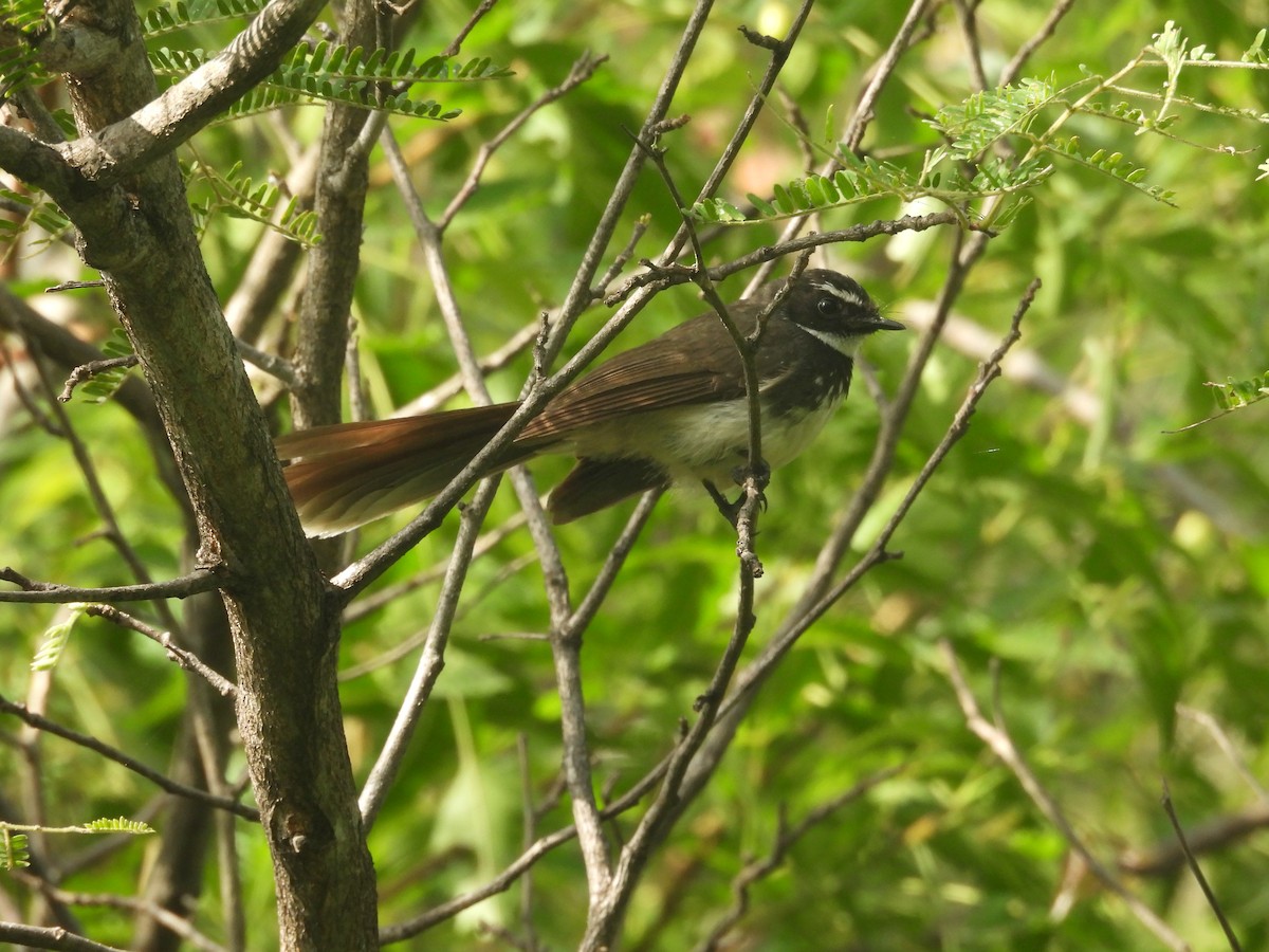 Spot-breasted Fantail - ML636940263